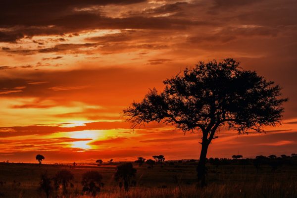 Stunning sky at dawn and an odd tree in the savannah. Sunset  in Murchisons Falls National Park. Africa. Uganda. An excellent illustration.
